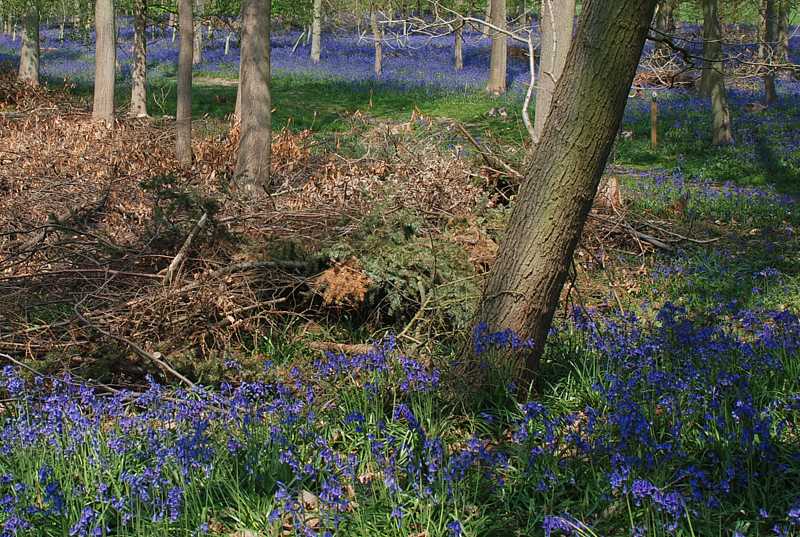 Bluebell woods, Greys Court, Henley-on-Thames