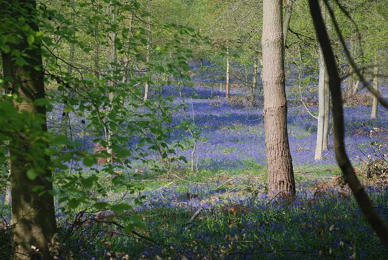 Bluebell woods, Greys Court, Henley-on-Thames