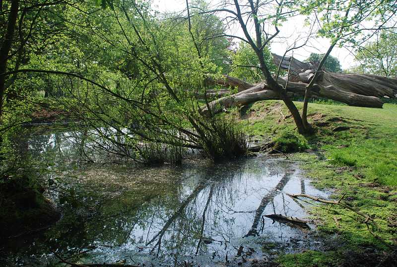 Estate woods, Greys Court, Henley-on-Thames