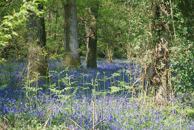 Bluebell woods, Greys Court, Henley-on-Thames