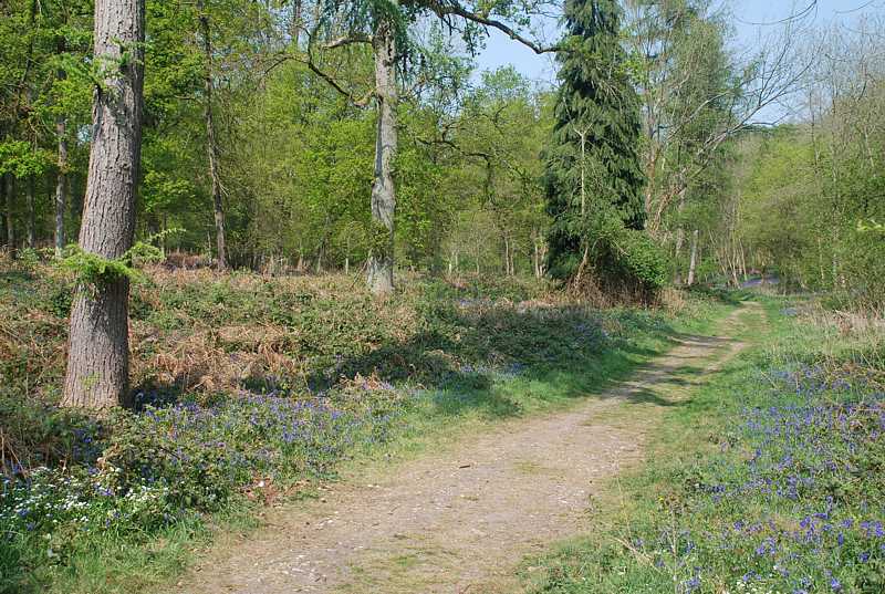 Bluebell woods, Greys Court, Henley-on-Thames