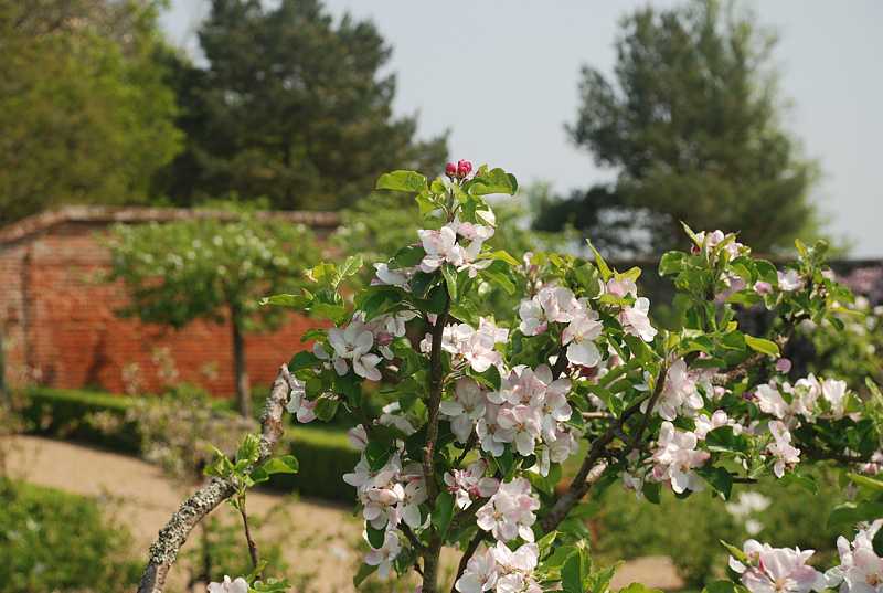  Walled gardens at Greys Court, Henley-on-Thames