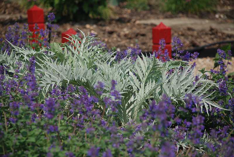  Walled gardens at Greys Court, Henley-on-Thames