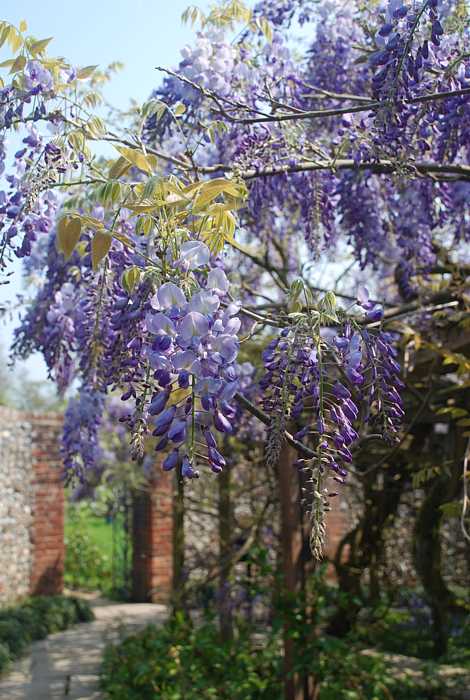  Walled gardens at Greys Court, Henley-on-Thames