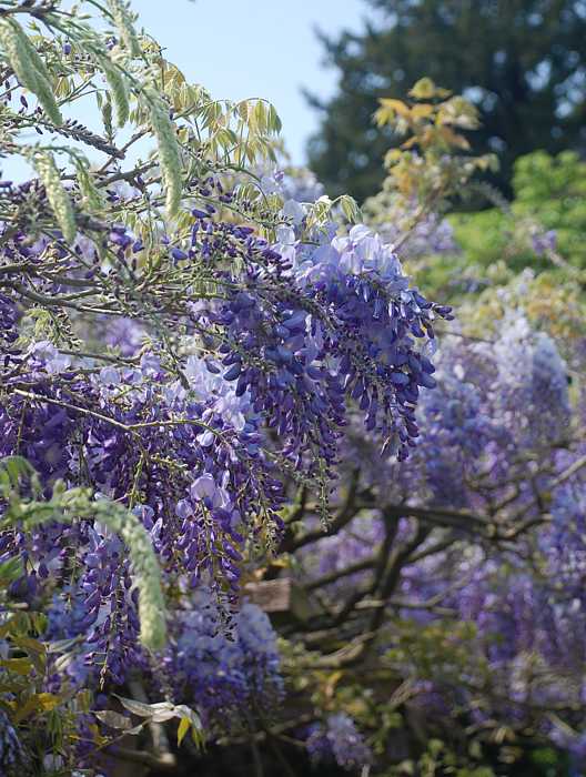  Walled gardens at Greys Court, Henley-on-Thames