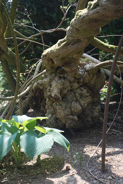  Walled gardens at Greys Court, Henley-on-Thames