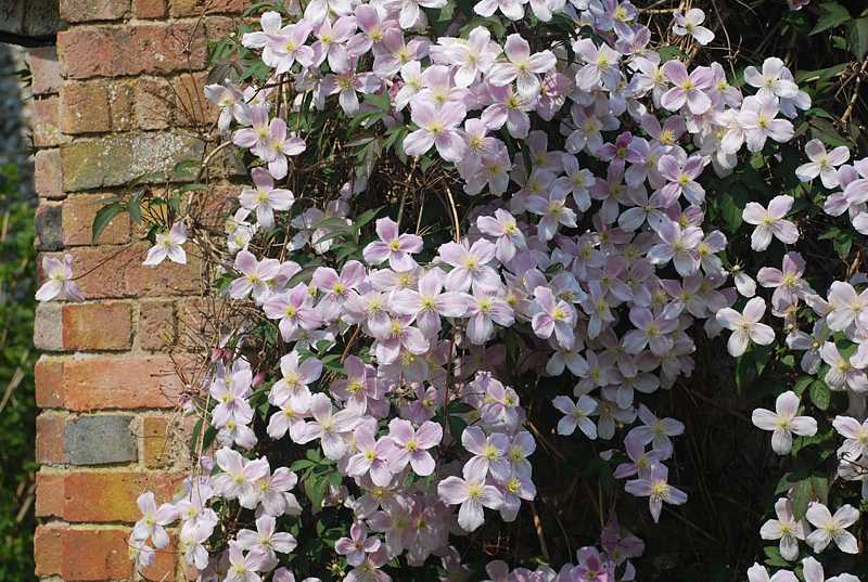  Walled gardens at Greys Court, Henley-on-Thames