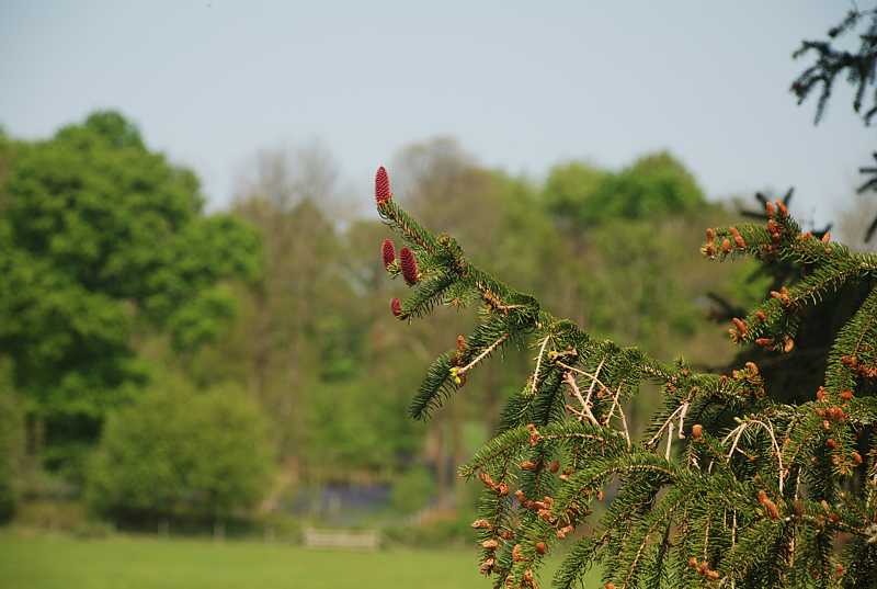  Walled gardens at Greys Court, Henley-on-Thames