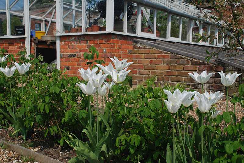  Walled gardens at Greys Court, Henley-on-Thames